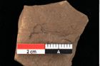 Foto (Detailansicht) von Jungermannia goepperti Ettingshausen (NHMW-GEO-2024-0188-0106)